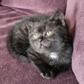 British Shorthair disponible dans l'Essonne