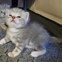 Chaton British Shorthair de race – prix 1500 €.
