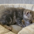 British Shorthair disponible dans l'Essonne