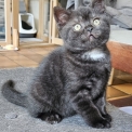 Chat British Shorthair proposé par l’élevage Chatterie De Britishs' Garden.