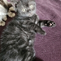 Chaton British Shorthair de race – prix 1000 €.