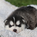 Husky Sibérien disponible dans le Lot