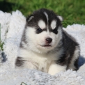 Husky Sibérien disponible dans le Lot