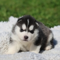 Husky Sibérien disponible dans le Lot