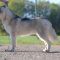 Chien Husky Sibérien proposé par l’élevage Daybreak Northern rivages du l.