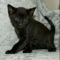 Chat Savannah disponible en Haute-Garonne