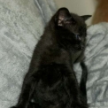 Chat Chat Savannah proposé par l’élevage Chatterie de la croix Lorraine.