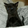 Chat Savannah disponible en Haute-Garonne