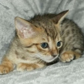Chaton Chat Savannah � vendre au prix de 1850 � vaccin� et identifi�.
