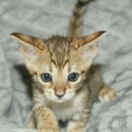 Chaton Chat Savannah de race LOOF avec pedigree � adopter.