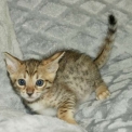 Chaton Chat Savannah de race � prix 1850 �.