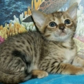 Cette petite femelle Chat Savannah propos�e � l'achat est n�e le 08/03/2026.