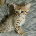 Chaton Chat Savannah � vendre au prix de 1850 � vaccin� et identifi�.