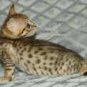 Chaton Chat Savannah de race  en r�gion Occitanie.