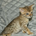 Ce petite m�le Chat Savannah propos� � l'achat est n� le 08/03/2026.