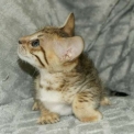 Chaton Chat Savannah de race  en r�gion Occitanie.