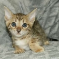 Chaton Chat Savannah de race  en r�gion Occitanie.