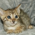 Chat Savannah chaton vendu 1850 €
