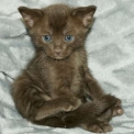 Chat Savannah disponible en Haute-Garonne