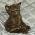 Chat Savannah disponible en Haute-Garonne