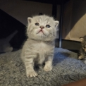 British Shorthair disponible dans l'Essonne
