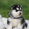 Chien Husky Sibérien proposé par l’élevage Daybreak Northern rivages du l.