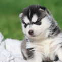 Chien Husky Sibérien proposé par l’élevage Daybreak Northern rivages du l.