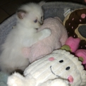 Chaton Chat Birman de race – prix 1000 €.