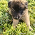 Chiot Tervueren de race – prix 1200 €.