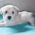 Chiot Coton de Tulear de race – prix 1200 €.