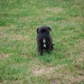 Chiot StaffordShire Bull Terrier de race LOF avec pedigree � adopter.