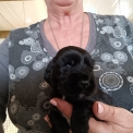 Chiot Cocker Anglais Spaniel � vendre au prix de 1500 � vaccin� et identifi�.