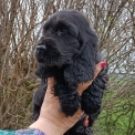 Chiot Cocker Anglais Spaniel à adopter au prix de 1500 €