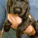 Adoption chiot Cocker Anglais Spaniel au prix de 1500 €