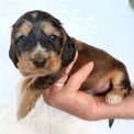 Chiot Cocker Anglais Spaniel sans pedigree – prix 1600 €.