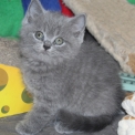Chaton British Shorthair � vendre au prix de 1200 � vaccin� et identifi�.