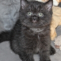 Ce petite m�le British Shorthair propos� � l'achat est n� le 23/02/2026.