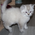 Ce petite m�le British Shorthair propos� � l'achat est n� le 23/02/2026.