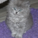 British Shorthair disponible en Sa�ne-et-Loire