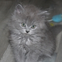Chaton British Shorthair de race – prix 1200 €.
