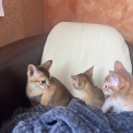 Chat Abyssin disponible dans le Puy-de-Dôme