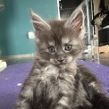 Maine Coon disponible en Isère
