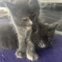 Chat Maine Coon proposée par l’élevage Chatterie du Ciel d'Emeraude.
