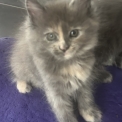 Chaton Maine Coon de race – prix 1300 €.