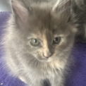 Chaton Maine Coon de race – prix 1300 €.