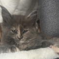 Chaton Maine Coon de race  en région Auvergne-Rhône-Alpes.