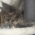 Maine Coon disponible en Isère