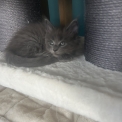 Maine Coon disponible en Isère