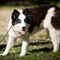 Chiot Laika de Yakoutie de race  en région Normandie.