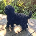Acheter Caniche Nain bébé pour 1300 €